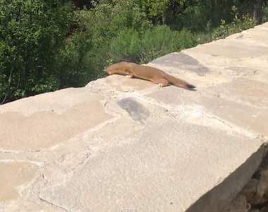 《小鼬鼠學爬牆》有一隻被兄弟姊妹丟下了° 口 °