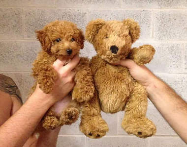 《熊熊狗狗傻傻分不清楚》誰叫你們都太可愛了啦