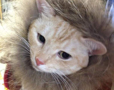 貓咪+毛毛靴套=輕鬆cos獅子王　違和感你快出來工作啊www