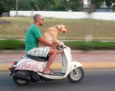 《開車珍稀風景》不是每天開車時都看得到......