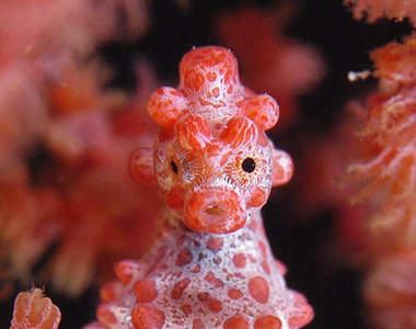 長相怪怪《豆丁海馬》只有1公分吸到會卡在鼻孔