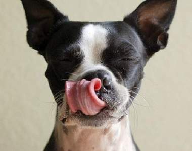 狗奴限定《從狗名看個性》就說主人跟狗會越來越像還不信（笑）