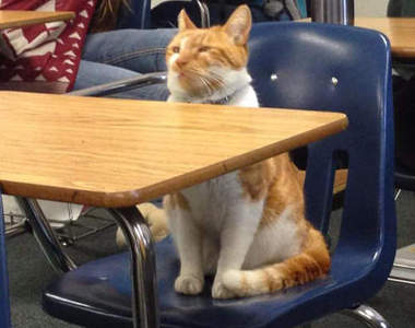 《上學貓布巴》人家可是有學生證的喔(認真)