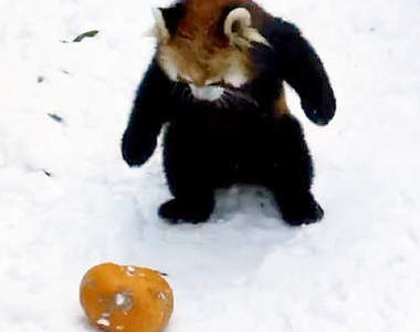 《小紅貓熊爆笑動圖》盡做一些理解不能的行為（笑）