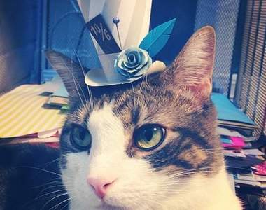 《貓咪版瘋狂帽客》今天要帶哪頂出門呢?