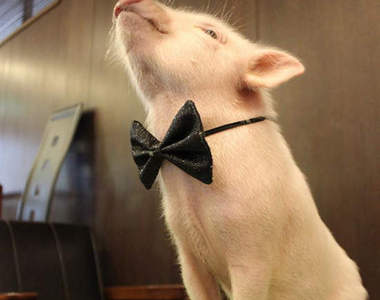 《豬肉料理店裡的吉祥物》是隻活生生的小豬 不會是備用糧食吧...