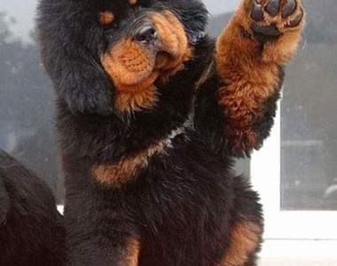 《像泰迪熊一樣的狗》毛茸茸系列分不出熊還是狗啦www