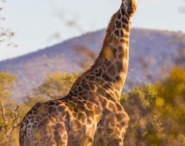 補獲南非大鮮肉《肌肉長頸鹿》小鮮肉算什麼旁邊涼快去