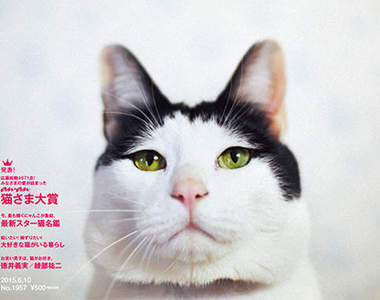 《an．an雜誌貓咪特集》搶售一空價錢翻倍　因為全～部都是貓♥