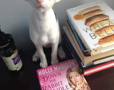 《長的像多比小精靈的貓》就是哈利波特裡面那隻啊⊙０⊙