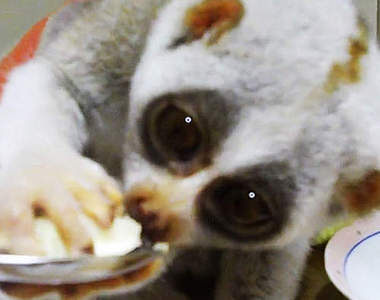 《寵物宅急便》王者懶猴吃香蕉也太可愛了