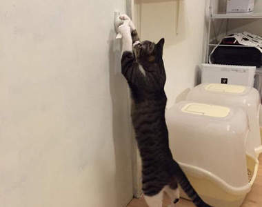 《自己開門的貓咪》你確定身體裡面沒有偷躲人嗎ww