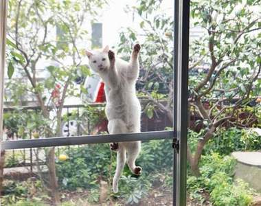 各種《捕捉貓咪決定瞬間寫真集》來見證貓咪們帥氣可愛的時刻吧(ΦωΦ)