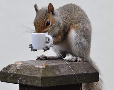 《松鼠用馬克杯》松鼠的午後也需要喝咖啡提提神www