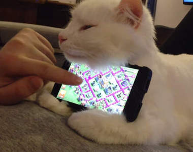 《8種貓咪的便利用法》沒想到貓大人竟然這麼實用啊ww（奸笑）