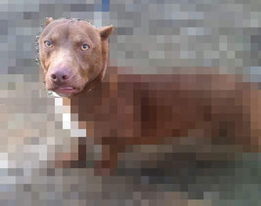 臘腸×比特鬥牛犬《混種犬》這樣的混血法也太強烈wwww