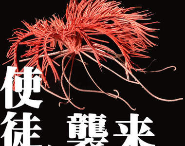 《使徒襲來注意報》海百合在海中游泳的樣子太讓人頭皮發毛了