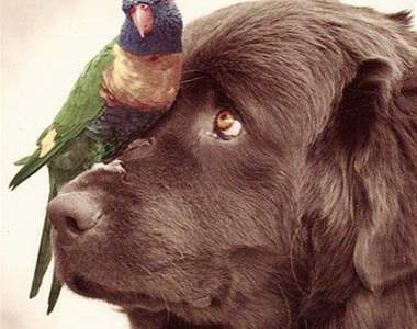 《家有寵物鸚鵡》爆笑程度絕對不輸給貓狗