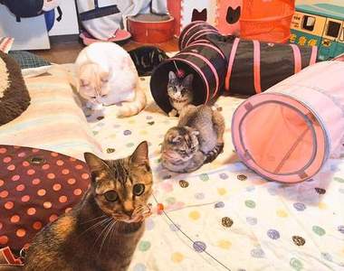 冬天版《真實版貓咪收集》啟動床暖房就可以開始收集癱軟貓咪惹ww