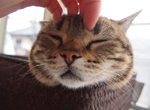 《貓的頭頂香味芳香劑》搭配貓咪抱枕一起使用應該很幸福吧♥ 《貓的頭頂香味芳香劑》搭配貓咪抱枕一起使用應該很幸福吧♥