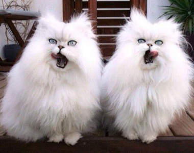 《同步貓》趴吐　還以為你們在照鏡子勒www