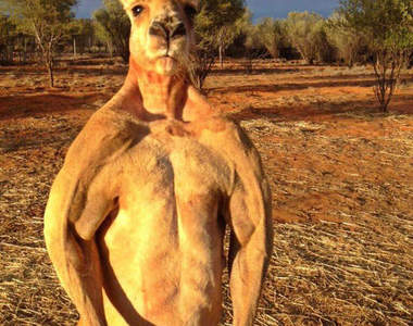 嚇人《超強壯袋鼠》可是他最喜歡的玩具竟然是 Σ(￣口￣；)  