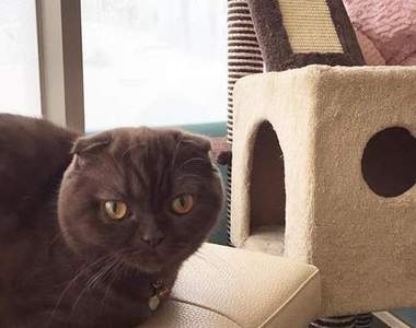 《寵物看醫生》這時候寶貝只有WTF的心聲吧XD