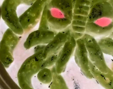 《恐怖的邪神料理》做出人家完全不想吃的食物真的這麼有趣嗎？