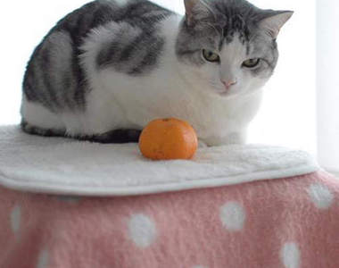 更懶《暖桌貓》喵星人直接就把暖爐桌當家啦(●ↀωↀ●)✧