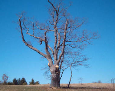 《都市傳傳說》無法被砍斷的魔鬼樹還有人敢挑戰嗎