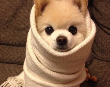 冬季限定《動物捲》老闆這可以買一送一嗎？