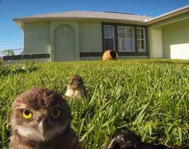 《貓頭鷹之舞》你所不知道的天生舞者