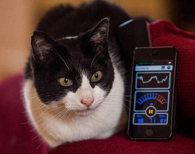 《世界上最吵的貓》金氏紀錄認證呼嚕聲68分貝  