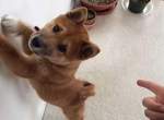 超萌柴犬《Kibo》驚嚇投降樣樣來♥ 超萌柴犬《Kibo》驚嚇投降樣樣來♥