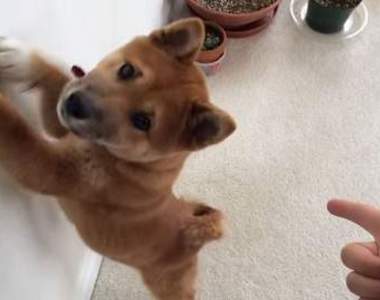 超萌柴犬《Kibo》驚嚇投降樣樣來♥