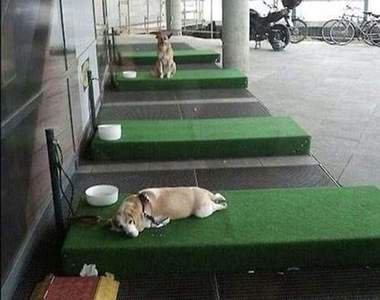 德國IKEA出現超貼心《停狗位》除了有草皮可躺還提供喝水碗用唷
