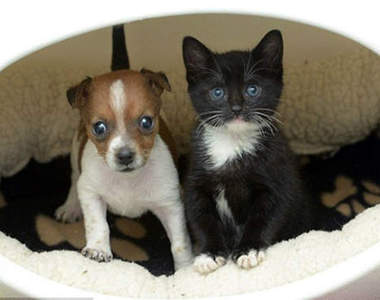 看小貓小狗可以集中注意力？以後做事之前就先看看可愛貓狗照吧♪