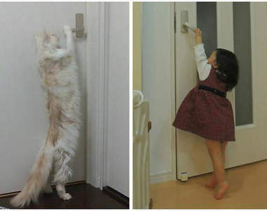 推特話題《巨大貓》站起來比一個小孩還要高！？