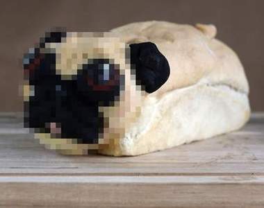 汪星人賣萌款《巴哥麵包》繼貓咪麵包後又一新作登場