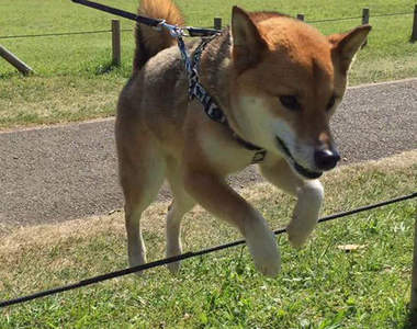 《跌倒的柴犬》跳躍吧柴柴 不過小心跌個狗吃屎啊QAQ