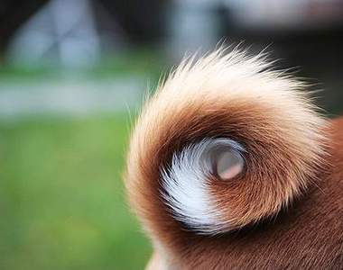 狗的《甜甜圈尾》萌點就在這個圈圈裡