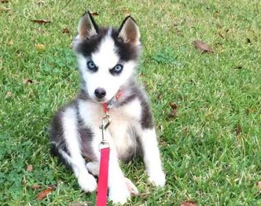 《狗狗評分網站》超帥der滿分10分給你11分～