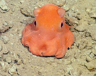 深海新物種《小耳朵章魚》科學家說太可愛名字好難取