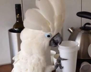 《跟杯子有仇的鸚鵡》比他白比他高的傢伙就是注定被摧毀(狠)