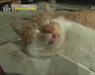 《霸道喵星人》這個小霸王把這裡當自己家啊....（餵食）