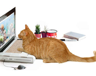 《貓抓板筆電》適合現代宅貓的高科技（？）玩具