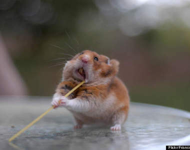 飼養前你該知道的《養倉鼠注意事項》其實該說是一身萌點？