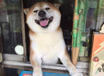日本賣香菸的柴犬《小柴老闆》歇業了 退休過狗狗生活 日本賣香菸的柴犬《小柴老闆》歇業了 退休過狗狗生活