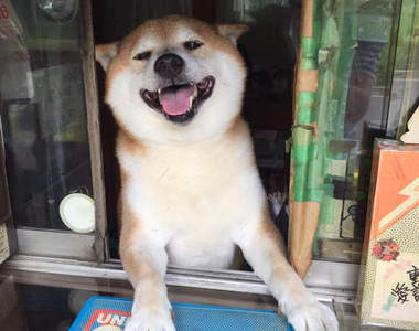 日本賣香菸的柴犬《小柴老闆》歇業了 退休過狗狗生活