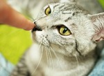 《鼻頭戳》動物界流行的不是牆壁咚而是蹭鼻頭囉w 《鼻頭戳》動物界流行的不是牆壁咚而是蹭鼻頭囉w
